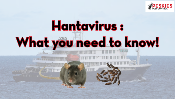 A graphic titled "Hantavirus: What you need to know!" featuring a faded background image of the cruise ship MV Hondius at sea. In the foreground, there is a realistic image of a brown rodent next to a small pile of rodent droppings. The Peskies Pest Control logo is visible in the top right corner.