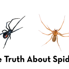 Side-by-side view of a black widow spider with a red hourglass and a brown recluse spider above the title "The Truth About Spiders" and the Peskies Pest Control logo.