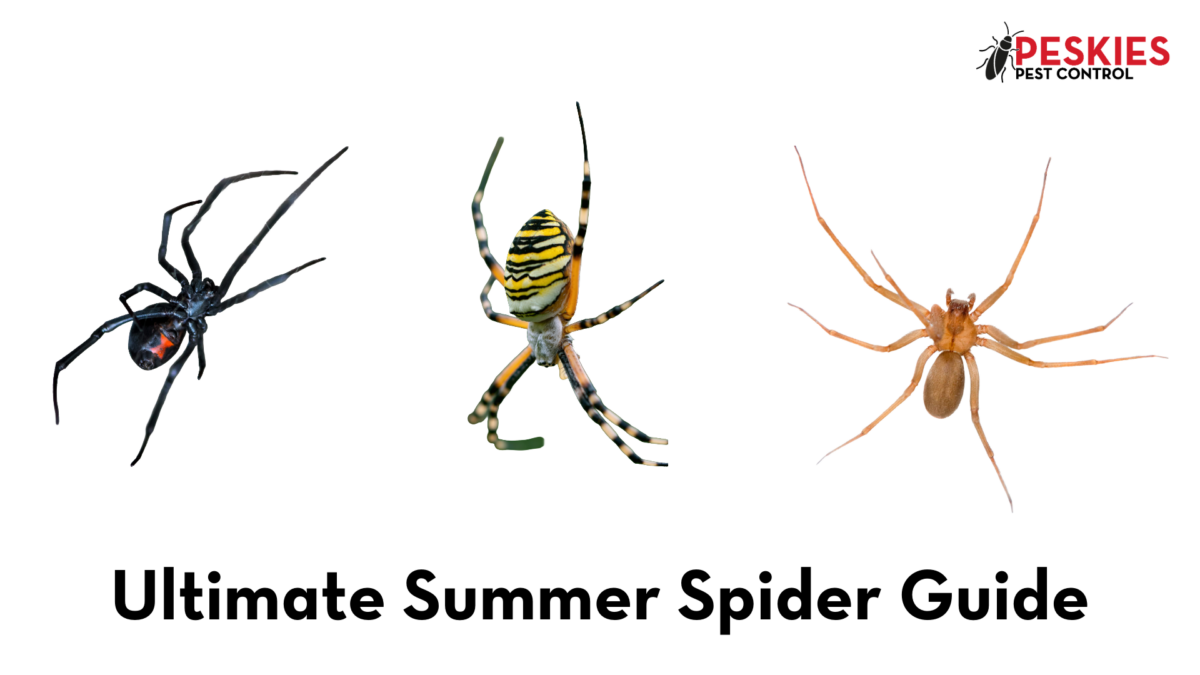 Side-by-side images of a black widow, a yellow garden spider, and a brown recluse below the text "Ultimate Summer Spider Guide" and the Peskies Pest Control logo.