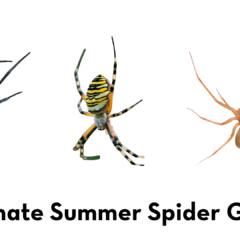 Side-by-side images of a black widow, a yellow garden spider, and a brown recluse below the text "Ultimate Summer Spider Guide" and the Peskies Pest Control logo.