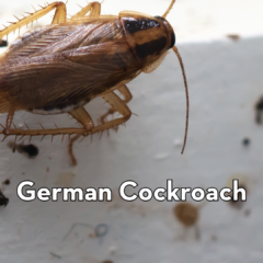 Close-up of a German cockroach on a white surface with droppings, featuring the Peskies Pest Control logo.