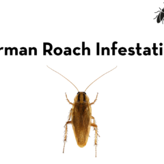 German Roach Infestation Control graphic featuring a German cockroach and the Peskies Pest Control logo.