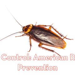 A close-up view of an American cockroach on a plain white background, featuring red outlined text that reads "Pest Control: American Roach Prevention" and the Peskies Pest Control logo in the top right corner.