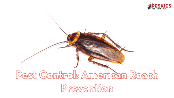 A close-up view of an American cockroach on a plain white background, featuring red outlined text that reads "Pest Control: American Roach Prevention" and the Peskies Pest Control logo in the top right corner.